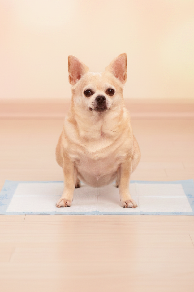 DEVORA XL Training Pads – 20 Count, Ultra-Absorbent Dog Training Pads